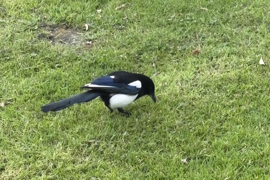 アイルランド引っ越し体験記 アイルランド入国編